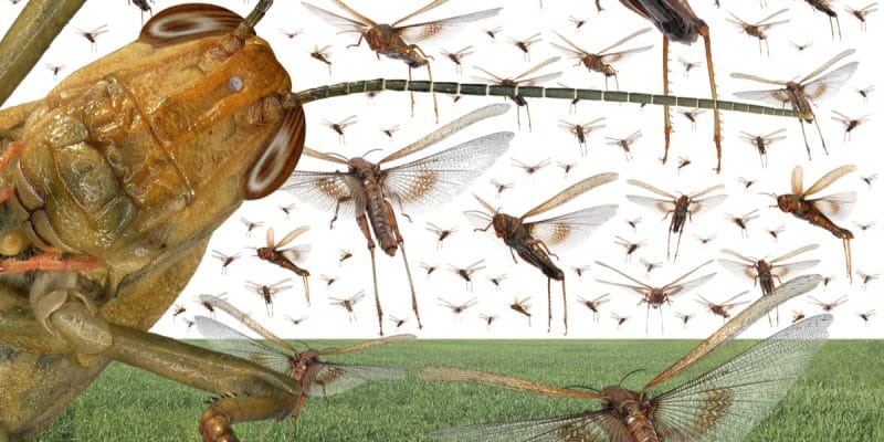 Invasion des cultures par les insectes dans les Niayes et à Louga : la Direction de la protection des végétaux assure et rassure